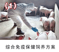 生豬免疫保健-135保健養豬技術應用方案